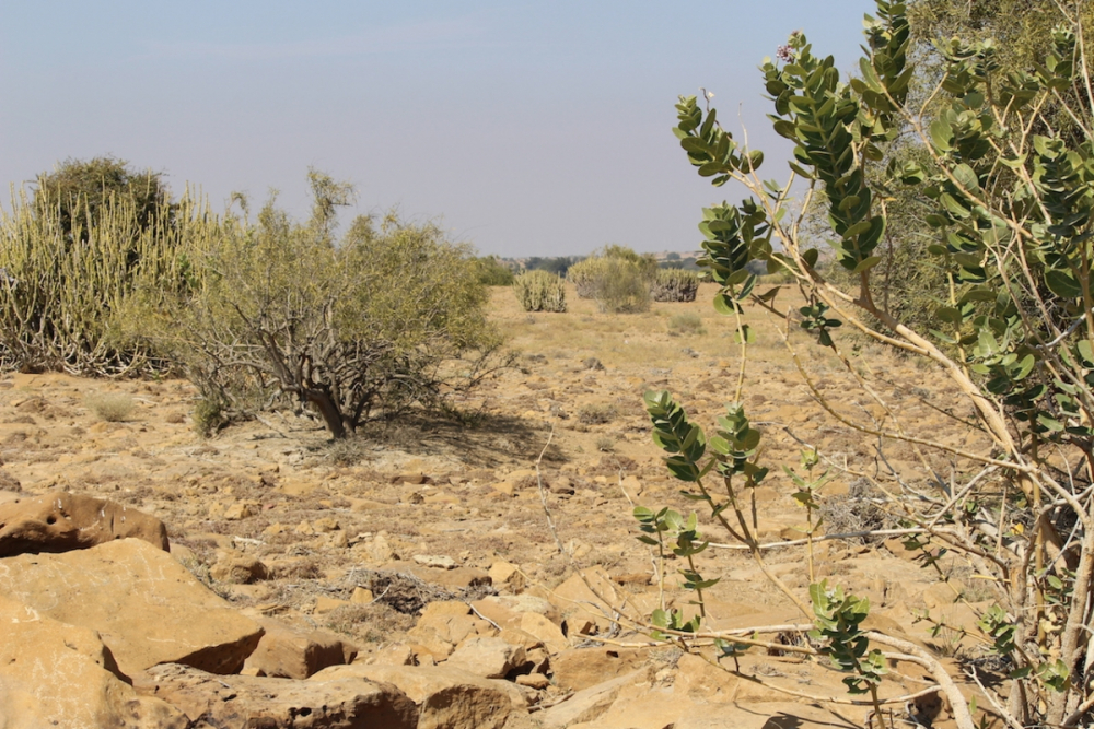 The Vegetation of the Thar Desert Geography, History, Culture and